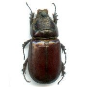 ORYCTES MONOCERUS